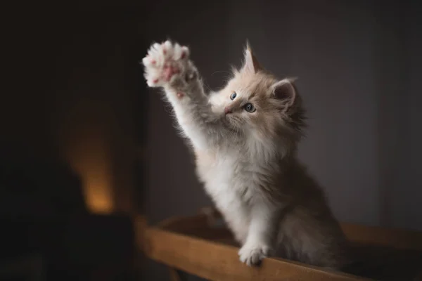 Kätzchen spielen, Pfote aufziehen — Stockfoto