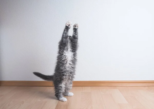 Gra kotek podnosząc łapy w górę w powietrzu — Zdjęcie stockowe