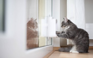 Kedi kanadına bakıyor.