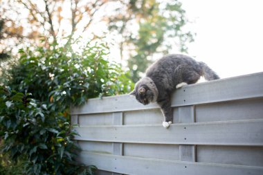 Kedi çite tırmanıyor.