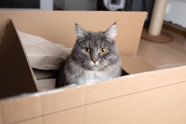 Kedi karton kutunun içinde.