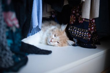 Kedi dolapta uyuyor.