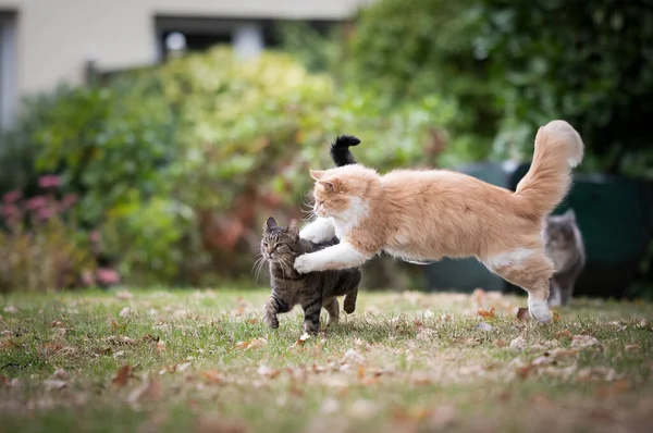 Dois gatos jogando luta — Fotografia de Stock