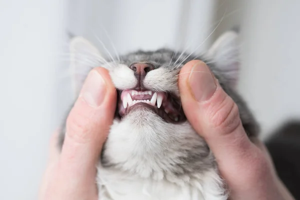 Examen de dientes dentales gato — Foto de Stock