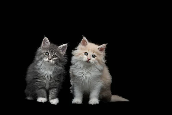 Two maine coon kittens — Stock Photo, Image