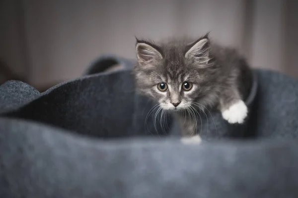 Jogar gatinho no saco de feltro — Fotografia de Stock