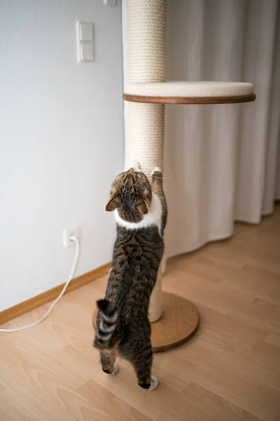 Cat rearing up on scratching post — Stock Photo, Image