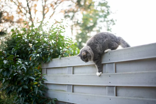 Kočičí lezení na plot — Stock fotografie