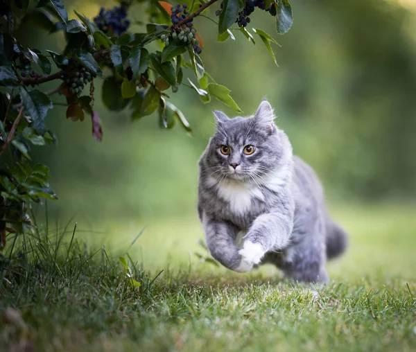 Funcionamiento maine coon gato en la naturaleza — Foto de Stock