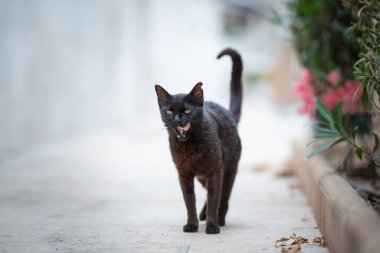 İspanya 'da siyah sokak kedisi