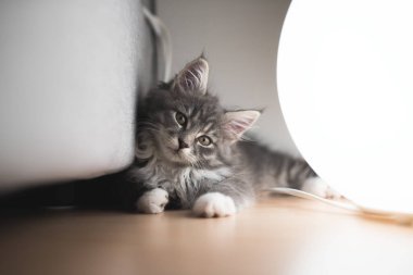 Kedi yavrusu lambanın yanında.