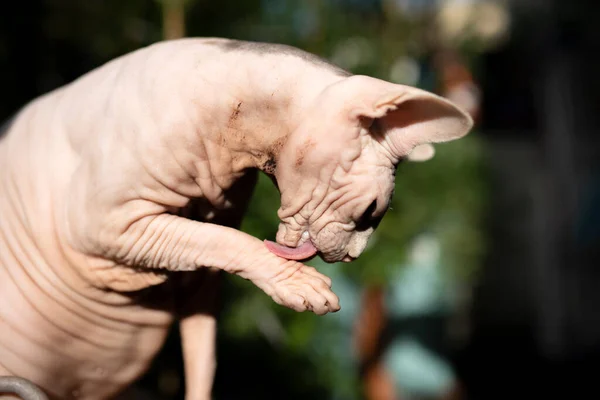 sphynx cat grooming in sunlight