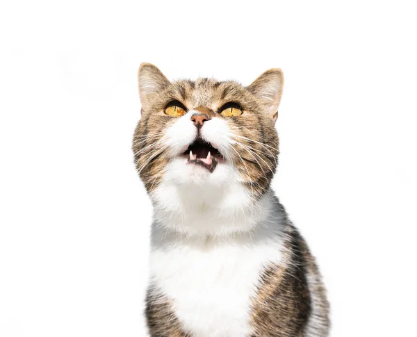 Cat looking up meowing — Stock Photo, Image