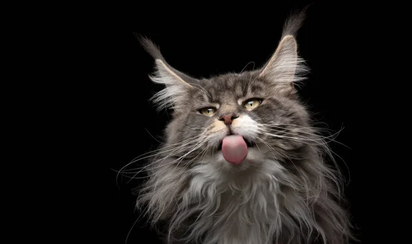 แมวเหมืองแร่ติดออกลิ้น — ภาพถ่ายสต็อก