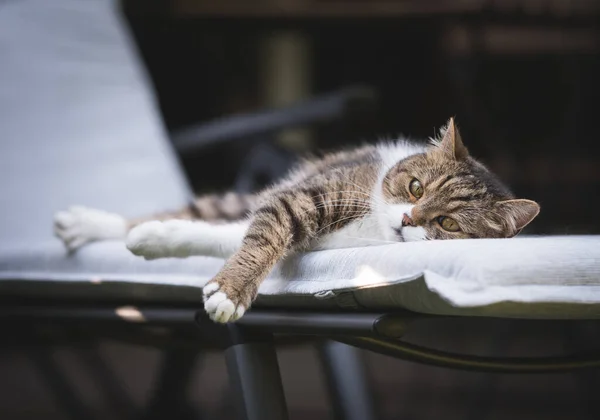 Gatto su una sedia a sdraio — Foto Stock