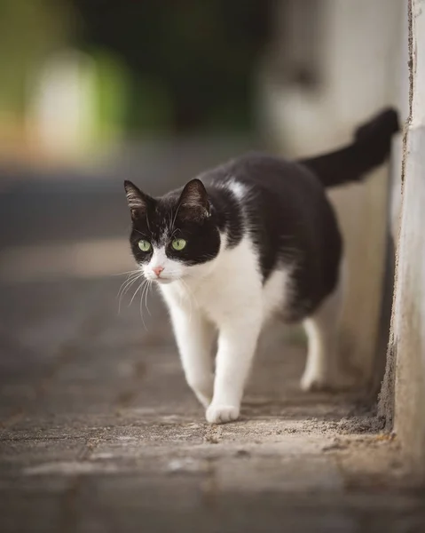 Kot spacerujący wzdłuż drogi. — Zdjęcie stockowe