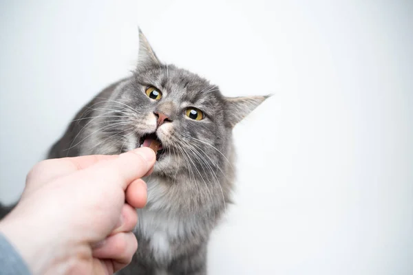 Mazlíček majitel krmení kočka — Stock fotografie