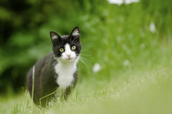 Bahçede kedi avı — Stok fotoğraf