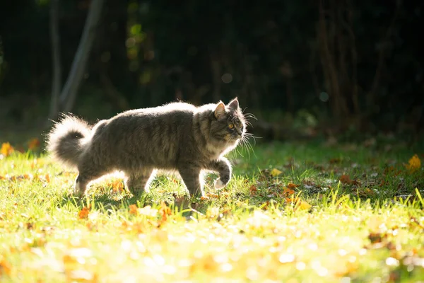 Chat rôdant dans le jardin — Photo