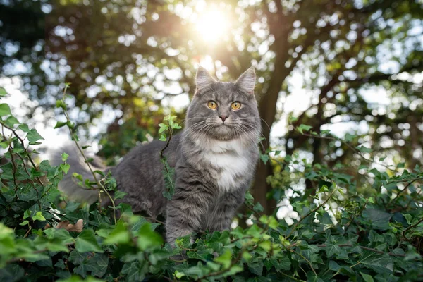 Kot w przyrodzie na zielonych liściach — Zdjęcie stockowe