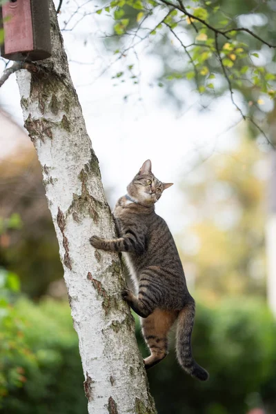 Γάτα αναρρίχηση μέχρι δέντρο — Φωτογραφία Αρχείου