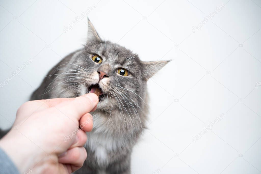 pet owner feeding cat