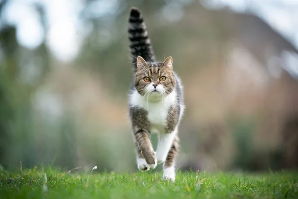 Correndo gato no jardim — Fotografia de Stock