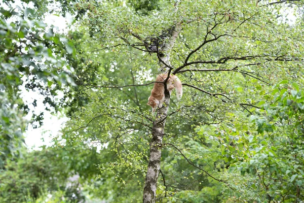 Escalada de gato na árvore — Fotografia de Stock