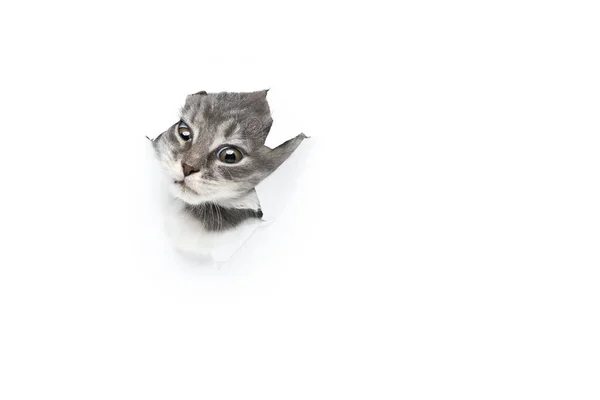 Nieuwsgierig katje steken hoofd door gat — Stockfoto