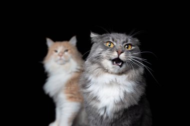 Komik Maine Rakun Kedileri