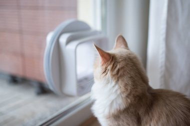 Kedi kanadı ile pencereden dışarı bakan kedi.
