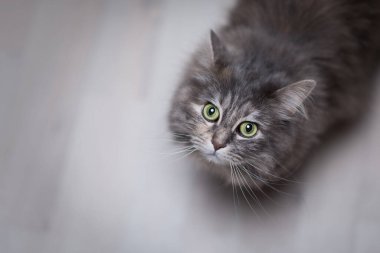 Uzun saçlı kedi merakla yukarı bakıyor.