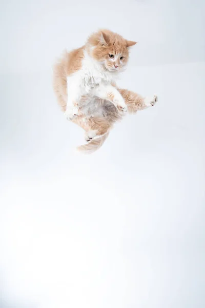 Flugkatze in der Luft — Stockfoto