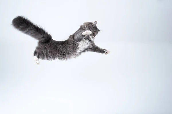 Vliegende kat in de lucht — Stockfoto