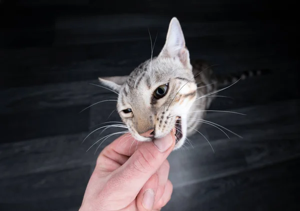 bengal cat biting finger when feeding