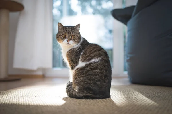 British shorthair cat sitting in front of winndow — стоковое фото
