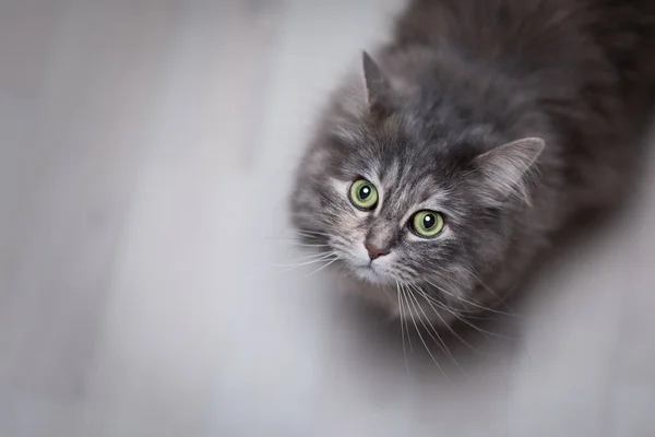 Longhair gato olhando para cima curiosamente — Fotografia de Stock