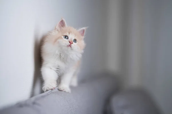 Kattunge gå på soffkanten — Stockfoto