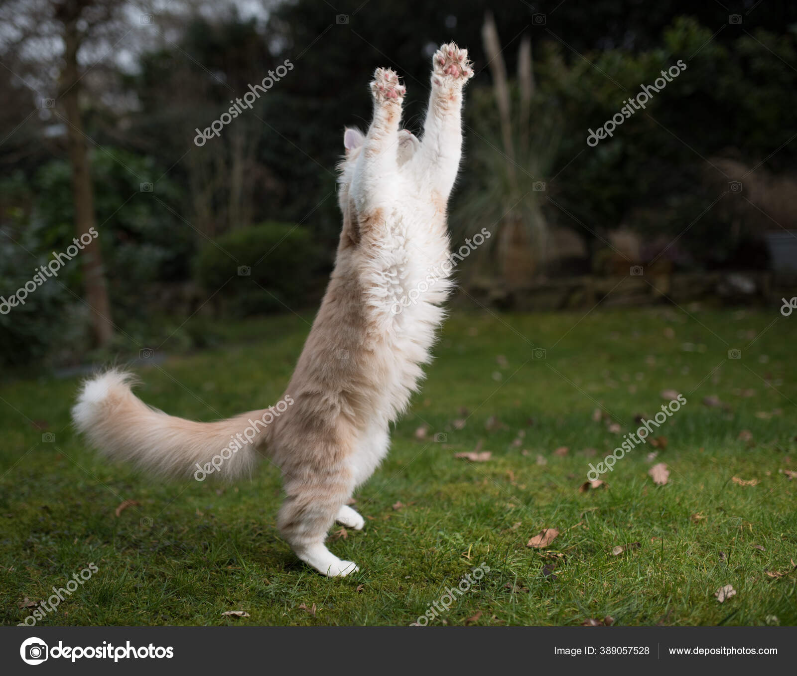 Playful jumping maine coon cat Stock Photo by ©FurryFritz 389057528