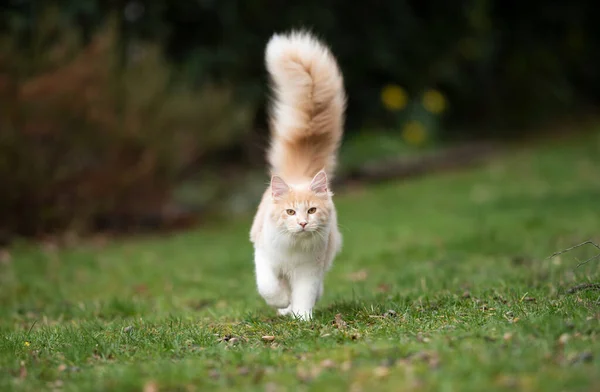 Gatto con lunga coda soffice — Foto Stock