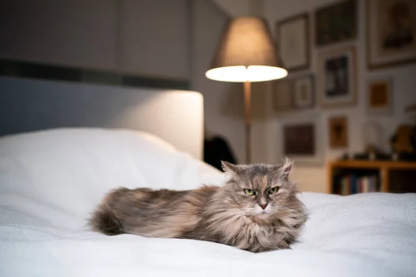 Kočka odpočívající v posteli majitelů — Stock fotografie