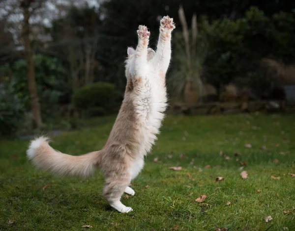 Playful jumping maine coon cat — Stock Photo, Image