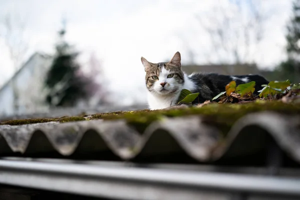 Katze ruht auf Dach — Stockfoto