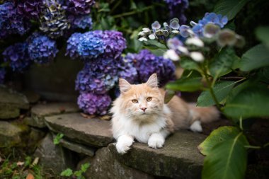 kedi mor çiçekleri.