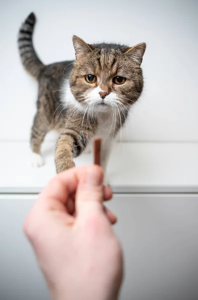 Gierige Katze mit Leckerli füttern — Stockfoto