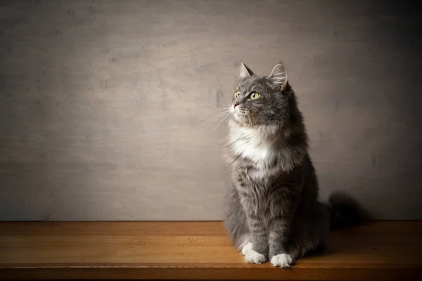 Maine Coon kattporträtt — Stockfoto