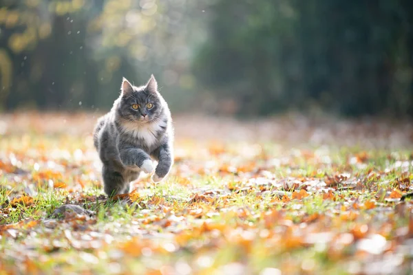 Gato corriendo en otoño — Foto de Stock
