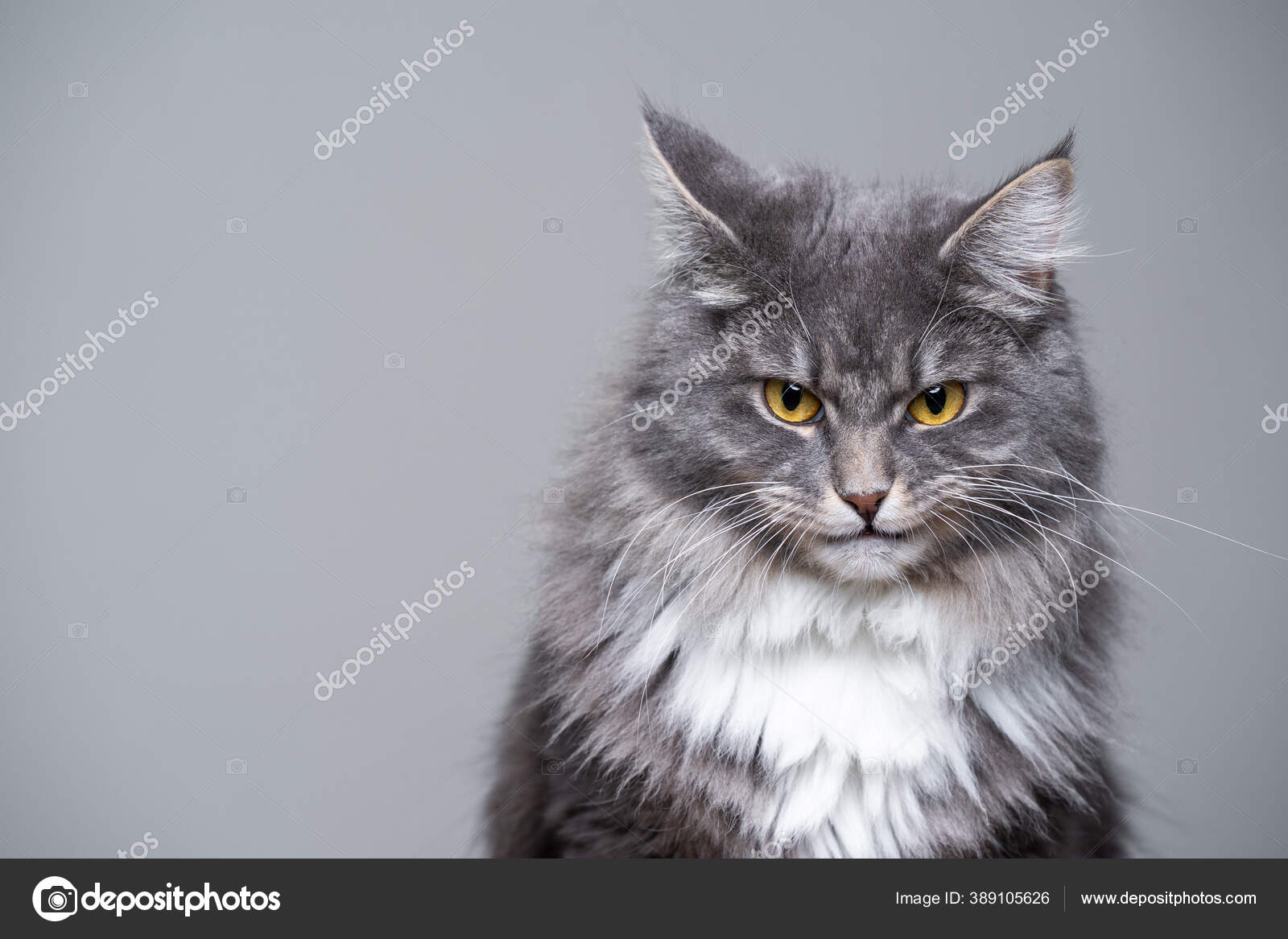 angry cat, cat face Stock Photo