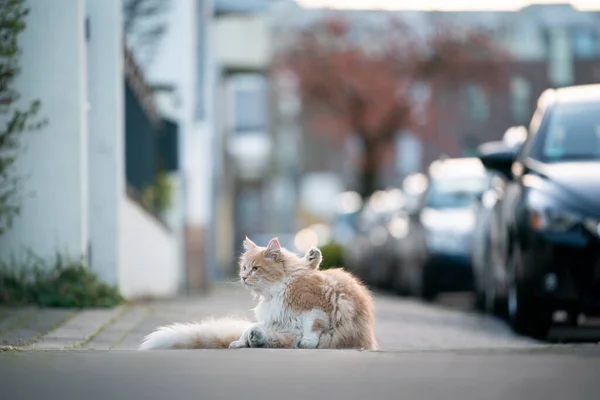 Maie Coon Katze auf dem Gehweg — Stockfoto