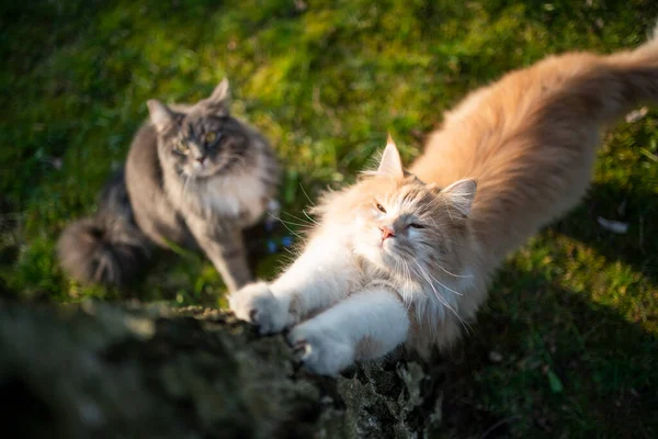 Ağaca bakan iki kedi — Stok fotoğraf